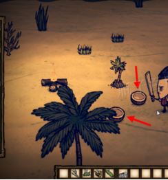 饑荒海灘中椰子怎么打開(kāi)？饑荒怎么打開(kāi)椰子？