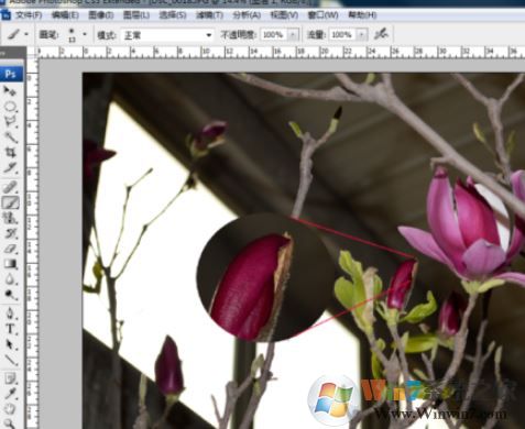 ps局部放大怎么調(diào)？PS放大局部位置的操作方法（含快捷鍵）